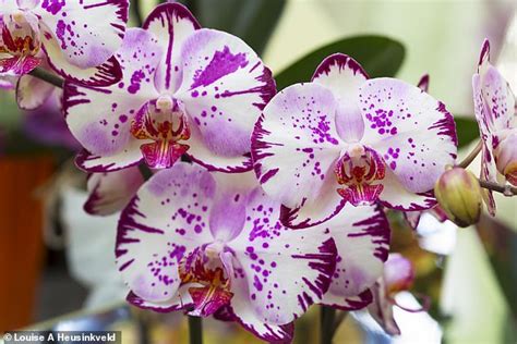 The Artistry of Phalaenopsis Orchids: A Symphony of Colors